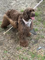 Brownie , a female Cocker Spaniel for sale in Fort Walton Beach, FL – Photo 3 of 3