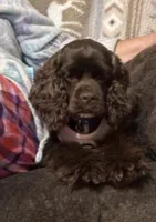 Brownie , a female Cocker Spaniel for sale in Fort Walton Beach, FL – Photo 1 of 3