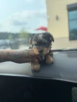 Yarah , a female Yorkshire Terrier for sale in Tallahassee, FL – 3 of 3