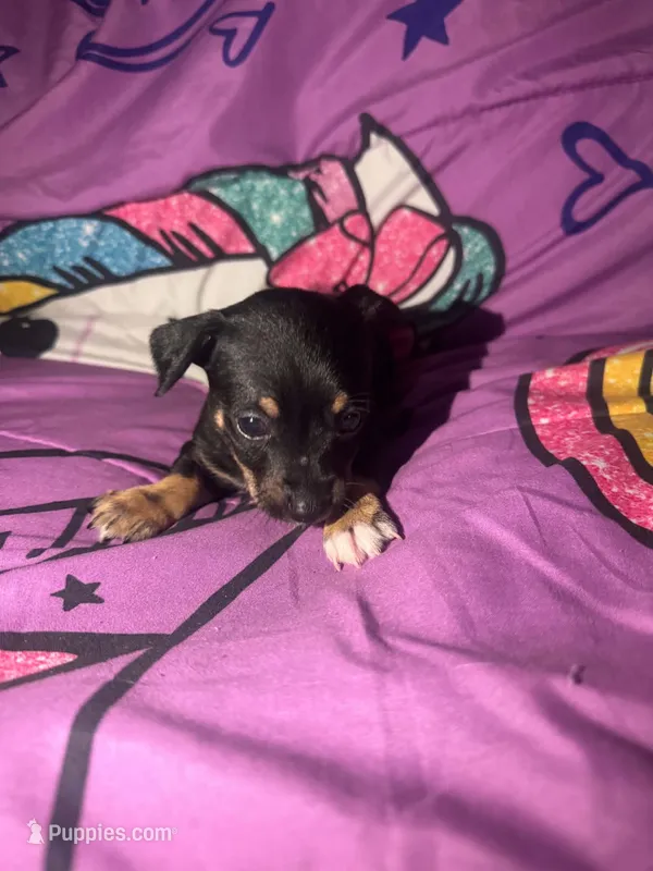 AKC Brody  – Chihuahua puppy for sale in Tallahassee, FL