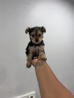 King , a male Yorkshire Terrier for sale in Tallahassee, FL – 2 of 3