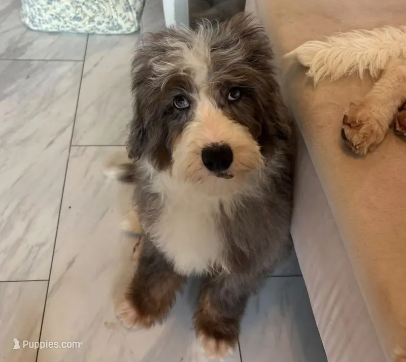Lilo , a male Miniature Bernedoodle for sale in Tallahassee, FL – 1 of 2