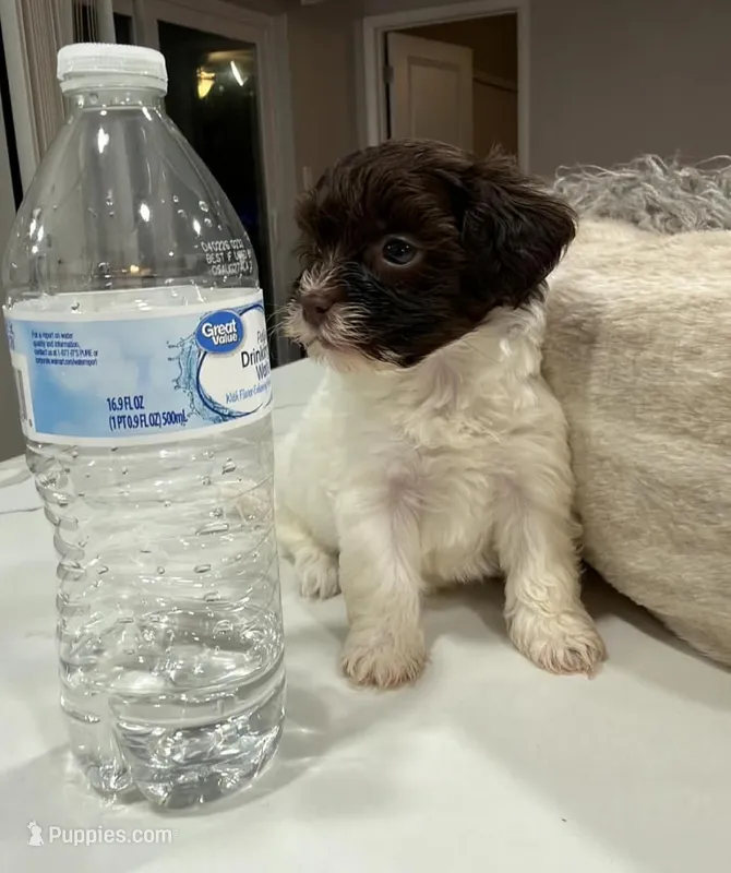 Red band , a female Yorkipoo for sale in Fort Walton Beach, FL – Photo 1 of 1