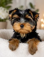 Tia , a female Yorkshire Terrier for sale in Tallahassee, FL – 1 of 1