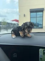 Yarah , a female Yorkshire Terrier for sale in Tallahassee, FL – 2 of 3