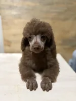 Ted bear , a male Poodle - Miniature  for sale in Pensacola, FL – 4 of 4