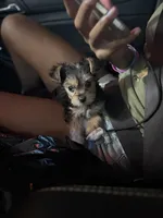 King, a male Yorkshire Terrier for sale in Tallahassee, FL – 2 of 2