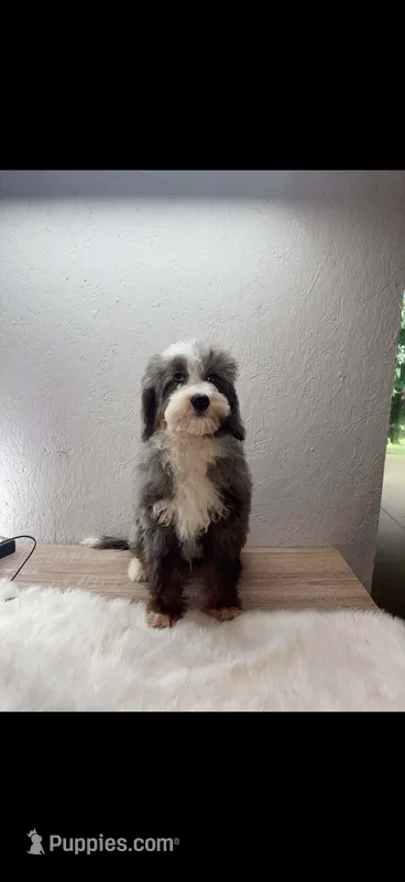 Lilo  – Miniature Bernedoodle puppy for sale in Tallahassee, FL