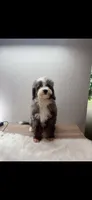 Lilo , a male Miniature Bernedoodle for sale in Tallahassee, FL – 2 of 2