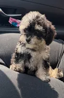 Alley , a female Poodle - Toy  for sale in Tallahassee, FL – 1 of 2