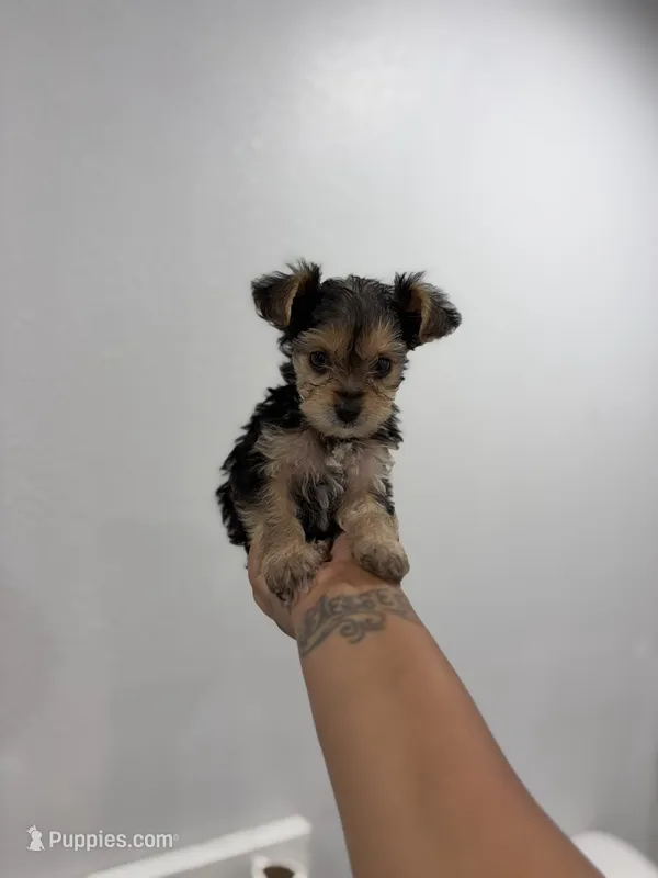 King – Yorkshire Terrier puppy for sale in Tallahassee, FL