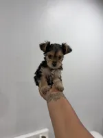 King, a male Yorkshire Terrier for sale in Tallahassee, FL – 1 of 2