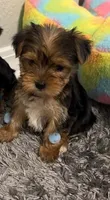 Benny , a male Yorkshire Terrier for sale in Tallahassee, FL – 1 of 3