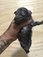 Bell (Pink band), a female Poodle - Toy  for sale in Destin, FL – Photo 1 of 3