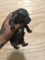 Bell (Pink band), a female Poodle - Toy  for sale in Destin, FL – Photo 2 of 3