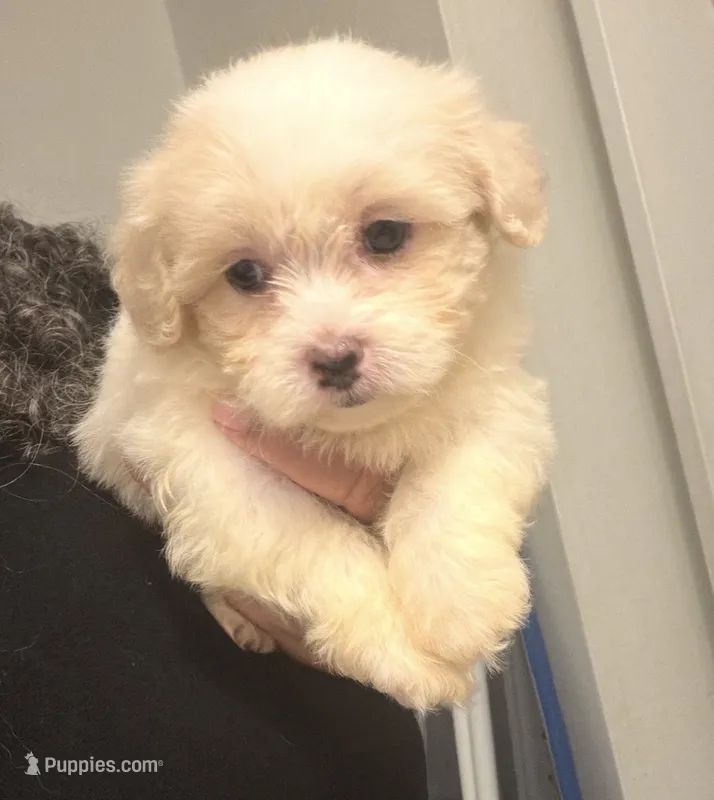 Maggie  – Maltipoo puppy for sale in Tallahassee, FL