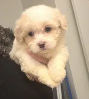 Maggie , a female Maltipoo for sale in Tallahassee, FL – 1 of 1