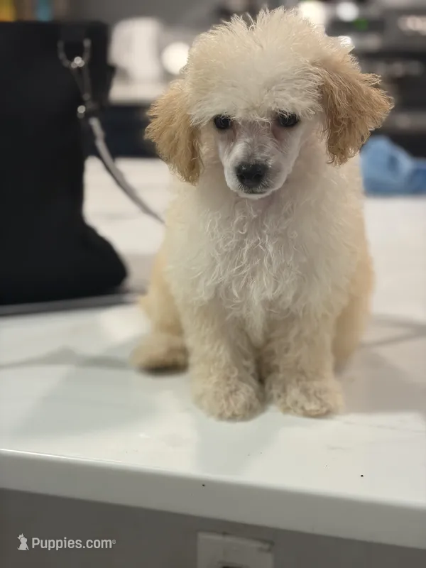 AKC Sadie  – Poodle - Toy  puppy for sale in Tallahassee, FL