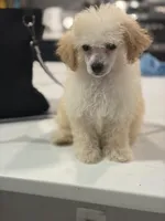 AKC Sadie , a female Poodle - Toy  for sale in Tallahassee, FL – 1 of 3
