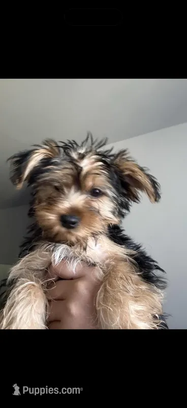 Athena , a female Yorkshire Terrier for sale in Altamonte Springs, FL – Photo 1 of 2