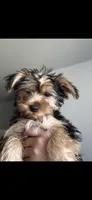 Athena , a female Yorkshire Terrier for sale in Altamonte Springs, FL – Photo 1 of 2