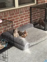 Amelia, a female Poodle - Toy  for sale in Tallahassee, FL – 3 of 3