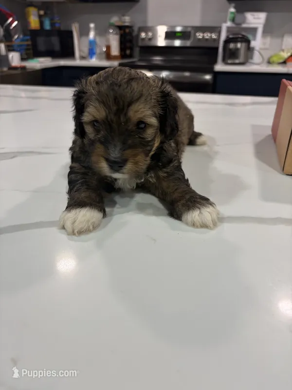 Gio  – Yorkipoo puppy for sale in Pensacola, FL