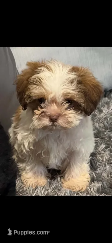 Basil  – Shihpoo puppy for sale in Tallahassee, FL