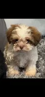 Basil , a female Shihpoo for sale in Tallahassee, FL – 1 of 1