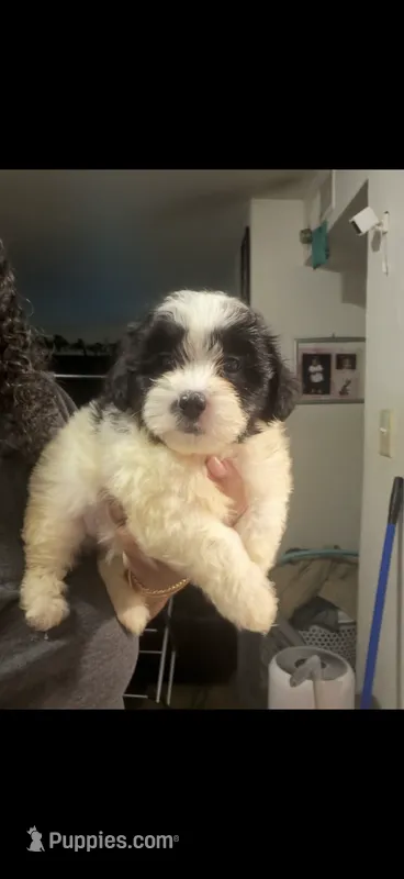 Mako  – Maltipoo puppy for sale in Tallahassee, FL
