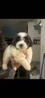Mako , a male Maltipoo for sale in Tallahassee, FL – 1 of 1