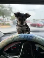 King , a male Yorkshire Terrier for sale in Tallahassee, FL – 3 of 3