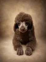 Teddy , a male Poodle - Miniature  for sale in Destin, FL – 2 of 2