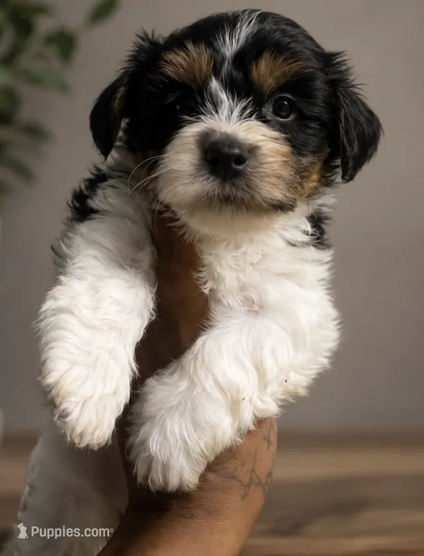 Mercy  – Yorkshire Terrier puppy for sale in Lake City, FL
