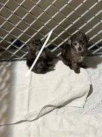 Benzi , a male Poodle - Toy  for sale in Destin, FL – 3 of 5
