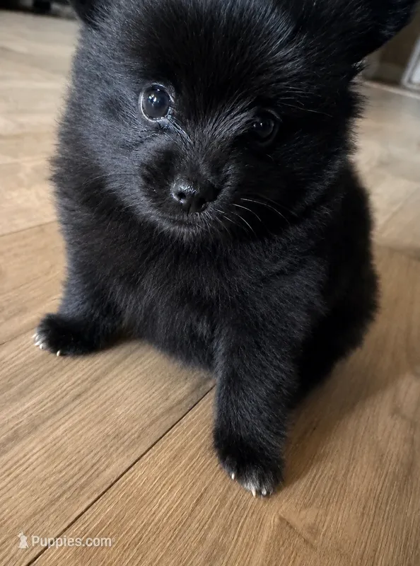 Lesli  – Pomeranian puppy for sale in Tallahassee, FL