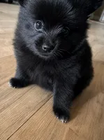 Lesli , a female Pomeranian for sale in Tallahassee, FL – 1 of 1