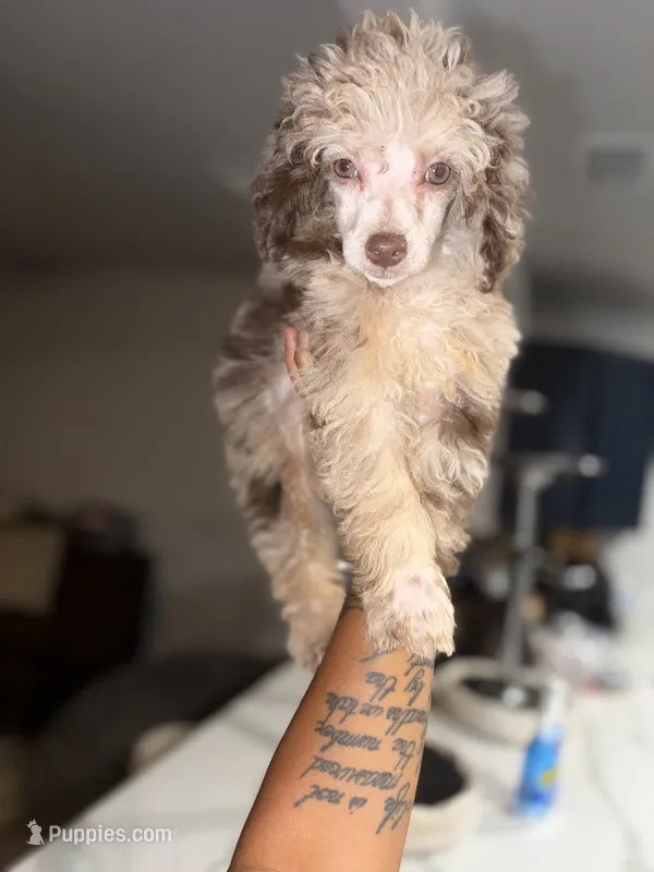 Amaya  – Poodle - Toy  puppy for sale in Pensacola, FL