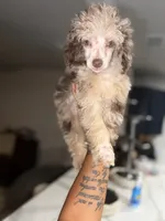 Amaya , a female Poodle - Toy  for sale in Pensacola, FL – 1 of 2