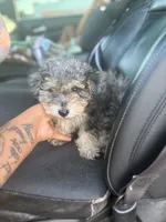 Sage , a male Poodle - Toy  and Poodle - Miniature  for sale in Lake City, FL – 2 of 2