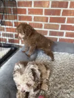 Ted bear , a male Poodle - Miniature  for sale in Pensacola, FL – 3 of 4