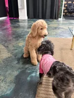 Ria , a male Goldendoodle and Miniature Goldendoodle for sale in Tallahassee, FL – 2 of 3