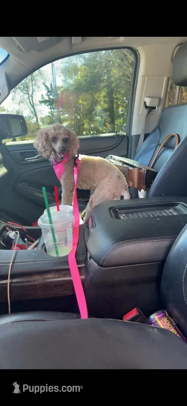 Sadie  – Poodle - Toy  puppy for sale in Destin, FL