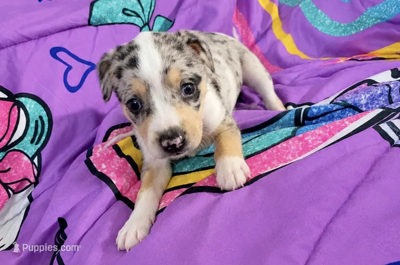 AKC Bria  – Chihuahua puppy for sale in Tallahassee, FL