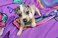 AKC Bria , a female Chihuahua for sale in Tallahassee, FL – 1 of 1