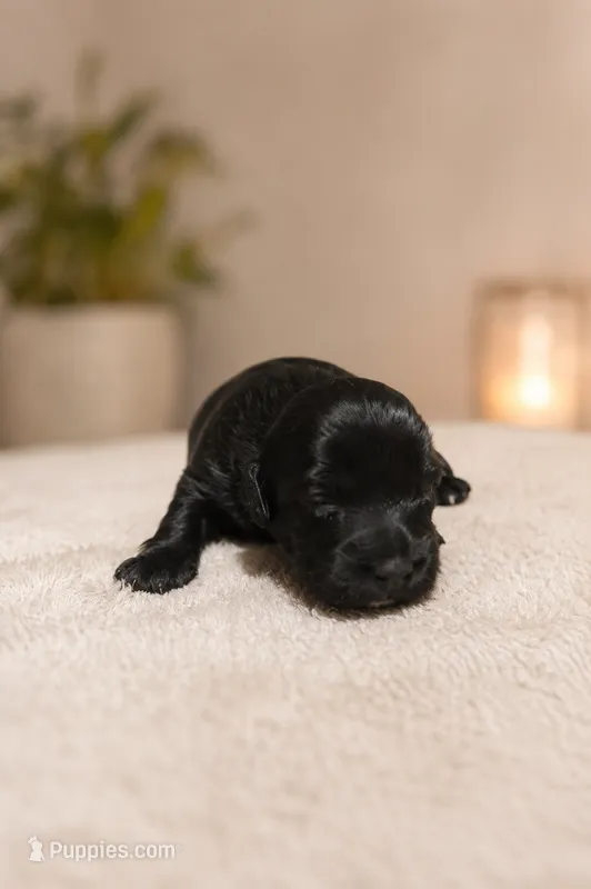 Gia  – Yorkipoo puppy for sale in Pensacola, FL