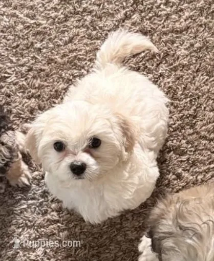 Macy  – Maltipoo puppy for sale in Tallahassee, FL