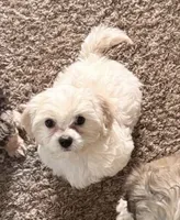 Macy , a female Maltipoo for sale in Tallahassee, FL – 1 of 1