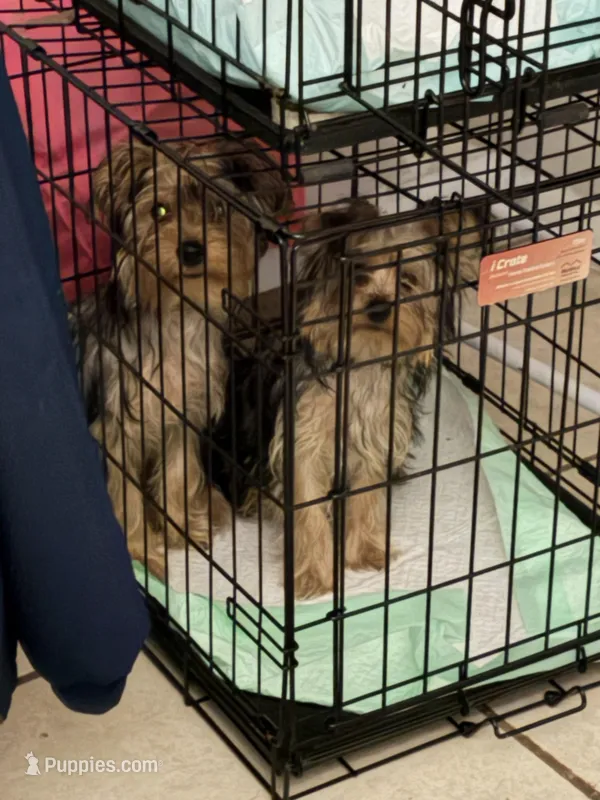 Athena , a female Yorkshire Terrier for sale in Fort Walton Beach, FL – Photo 1 of 2