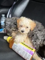 AKC Sadie , a female Poodle - Toy  for sale in Tallahassee, FL – 3 of 3